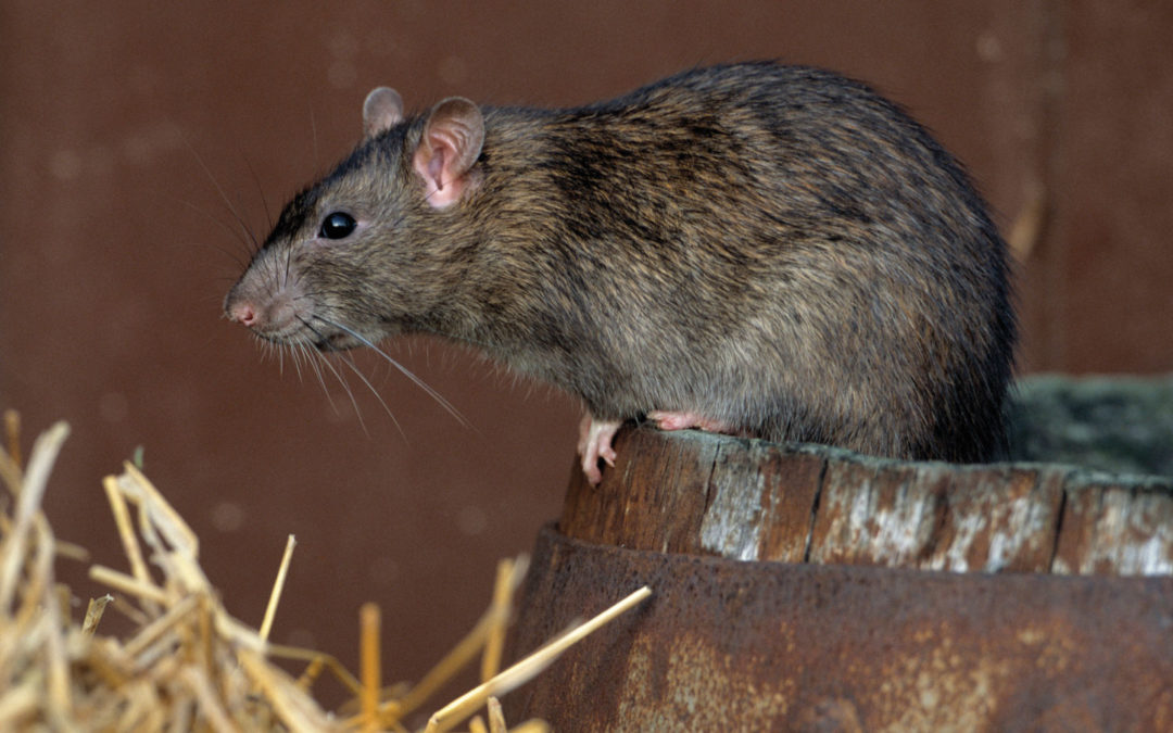 Rat Infestation Solution?