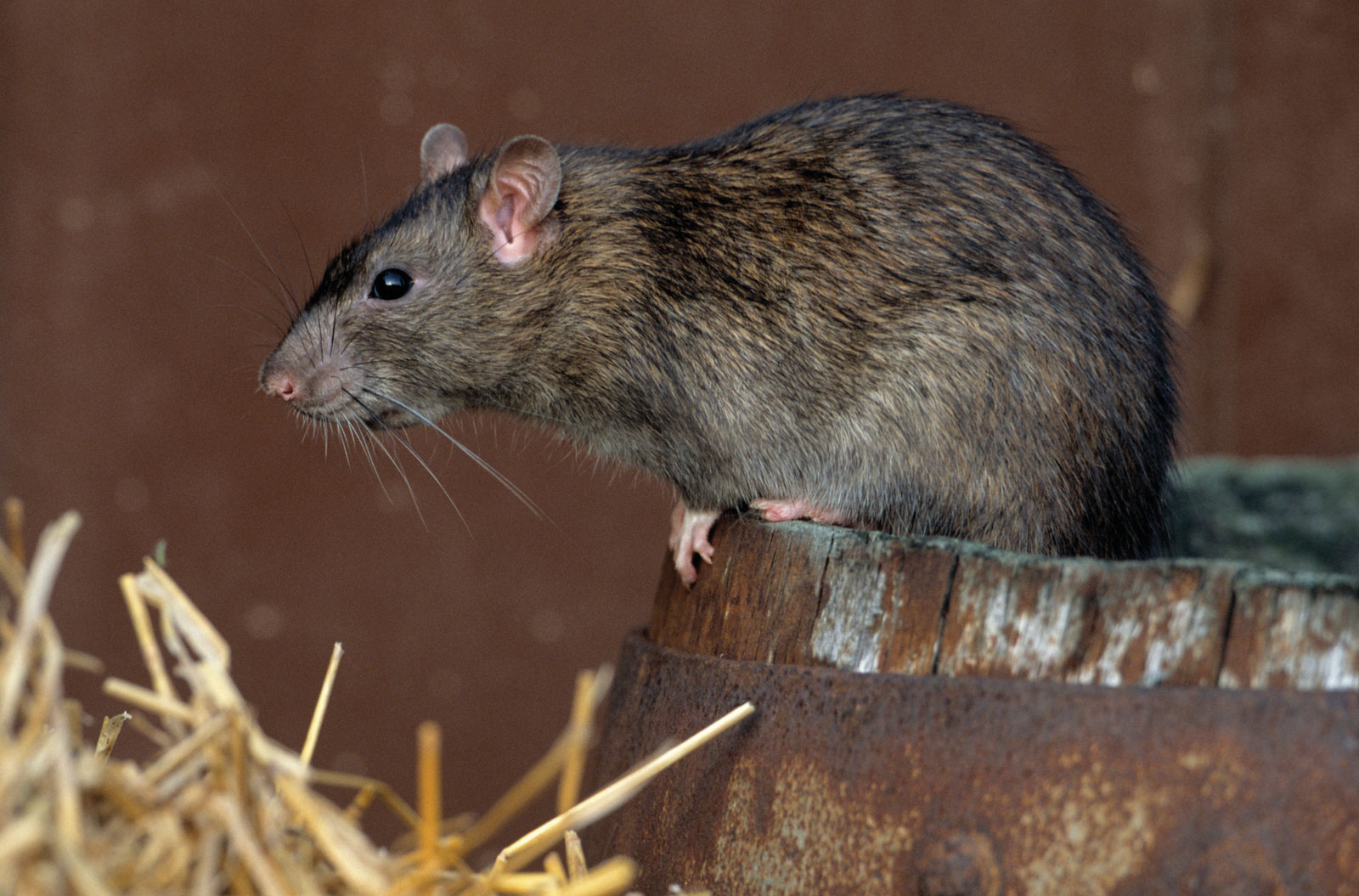 House mouse rodent pest
