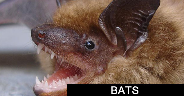 Bats