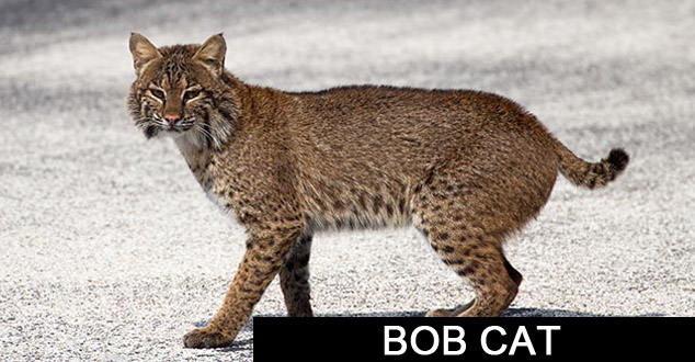 Bobcat