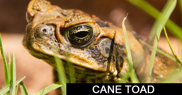 Cane Toads