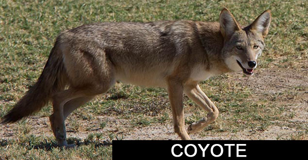 Coyote