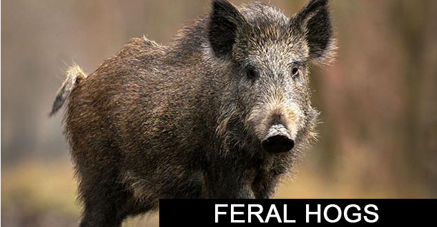 Feral Hogs