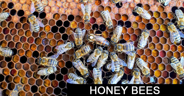 Honey Bees