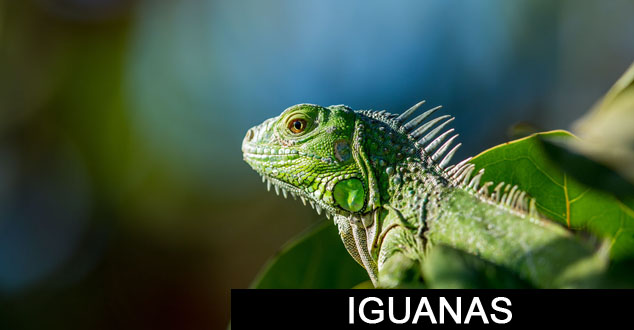 Iguana