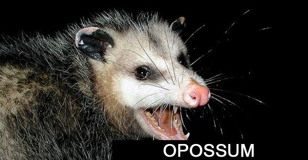 Opossum