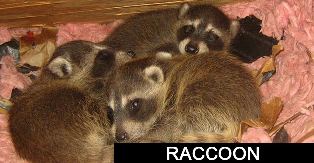 Raccoon