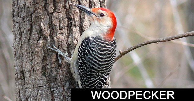 Woodpecker