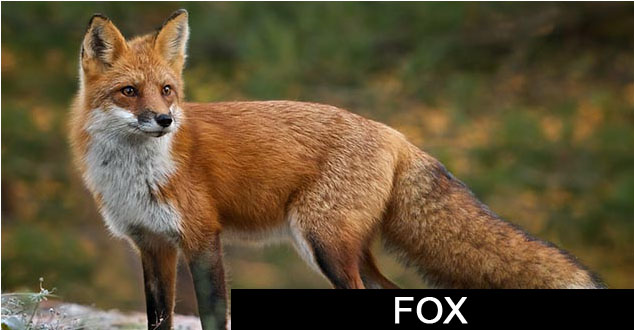 Fox