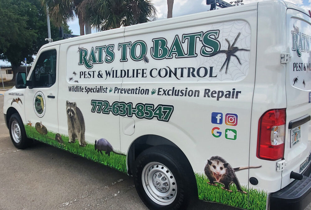 Roof rat or Norway rat infestation – Expert rodent extermination & exclusion