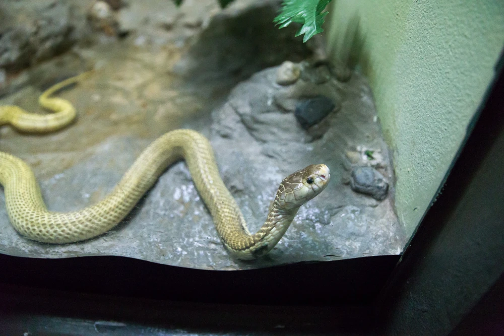 5 Signs You Have a Snake Hidden in Your Florida Home